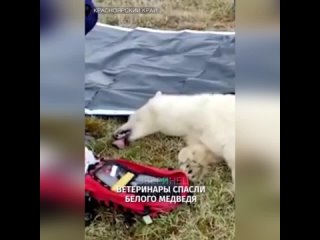 rescued polar bear