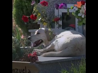 dog lives on owner's grave