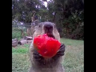 arrogant marmot)